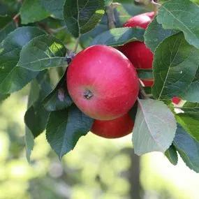 Apple tree Discovery (Malus Domestica Img 1